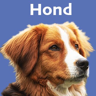 Hond