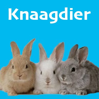 Knaagdier