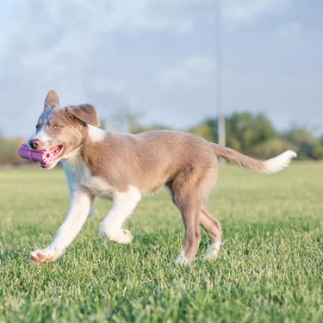 Kong Puppy Teething Stick Assorti - Afbeelding 7