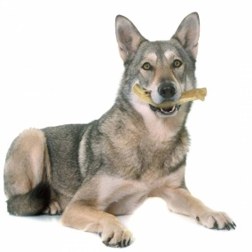 Back Zoo Nature Wolf Wood - Medium