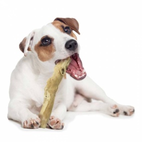 Back Zoo Nature Wolf Wood - Small