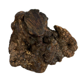 Dog Woodzzz Kauwwortel Met Olijfolie M 301-500 Gr