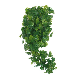 Komodo Plant Split Philodendron 30 Cm